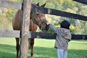 Lee más sobre el artículo ¿A qué edad se puede empezar a montar a caballo?