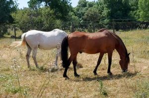 Cambio de alimentación en caballos, los riesgos y cómo evitarlos - Carátula